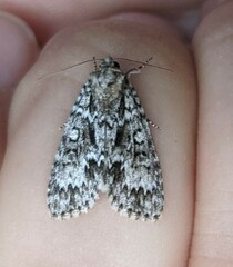 Acronicta fragilis