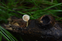 Microporellus obovatus