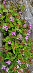 Houstonia montana