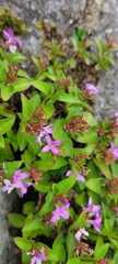 Houstonia montana