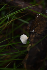 Microporellus obovatus