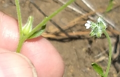 Cryptantha simulans