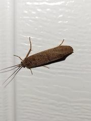 Ptilostomis ocellifera