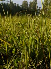 Platanthera clavellata