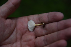 Microporellus obovatus