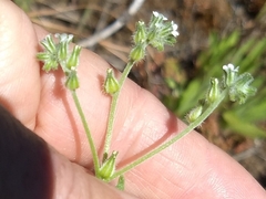 Cryptantha simulans