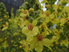 Verbascum