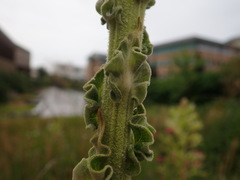 Verbascum