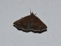 Focillidia