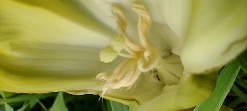 Image of Decalobanthus peltatus by no rights reserved