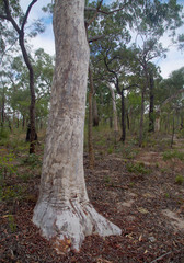 Eucalyptus pachycalyx pachycalyx