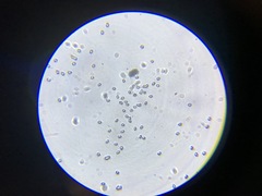 Microporellus obovatus