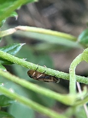 Anoscopus