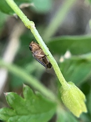 Anoscopus