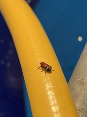 Enoclerus lunatus