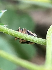 Anoscopus