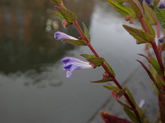 Scutellaria galericulata