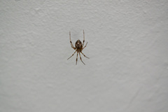 Parasteatoda tepidariorum