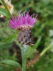 Centaurea nigra