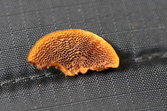 Hymenochaete setipora