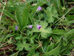 Geranium pyrenaicum