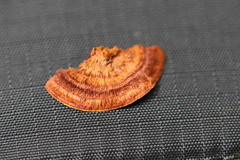 Hymenochaete setipora