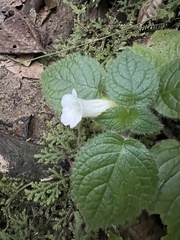 Chrysothemis panamensis