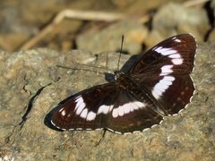 Limenitis sydyi