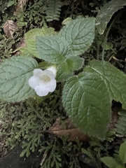 Chrysothemis panamensis