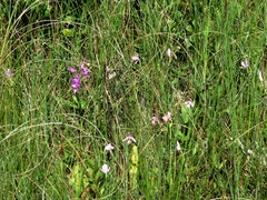 Calopogon tuberosus tuberosus