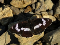 Limenitis sydyi