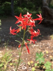 Ipomopsis aggregata aggregata