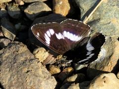 Limenitis sydyi