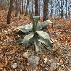 Agave pedunculifera
