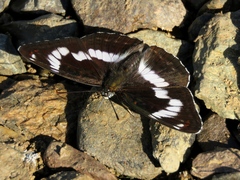 Limenitis sydyi