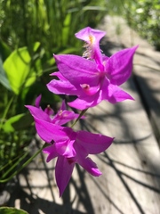 Calopogon tuberosus tuberosus