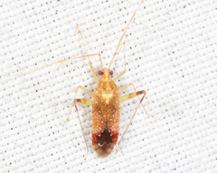 Phytocoris depictus
