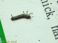 Euploea eunice hobsoni