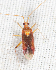 Phytocoris puella