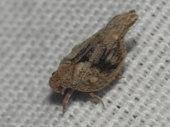 Mistharnophantia