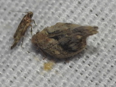 Mistharnophantia
