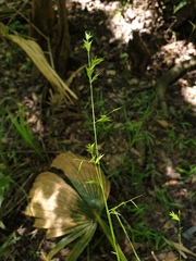 Chasmanthium nitidum