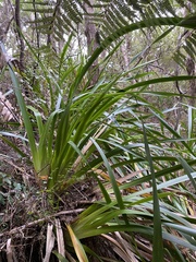 Machaerina sinclairii