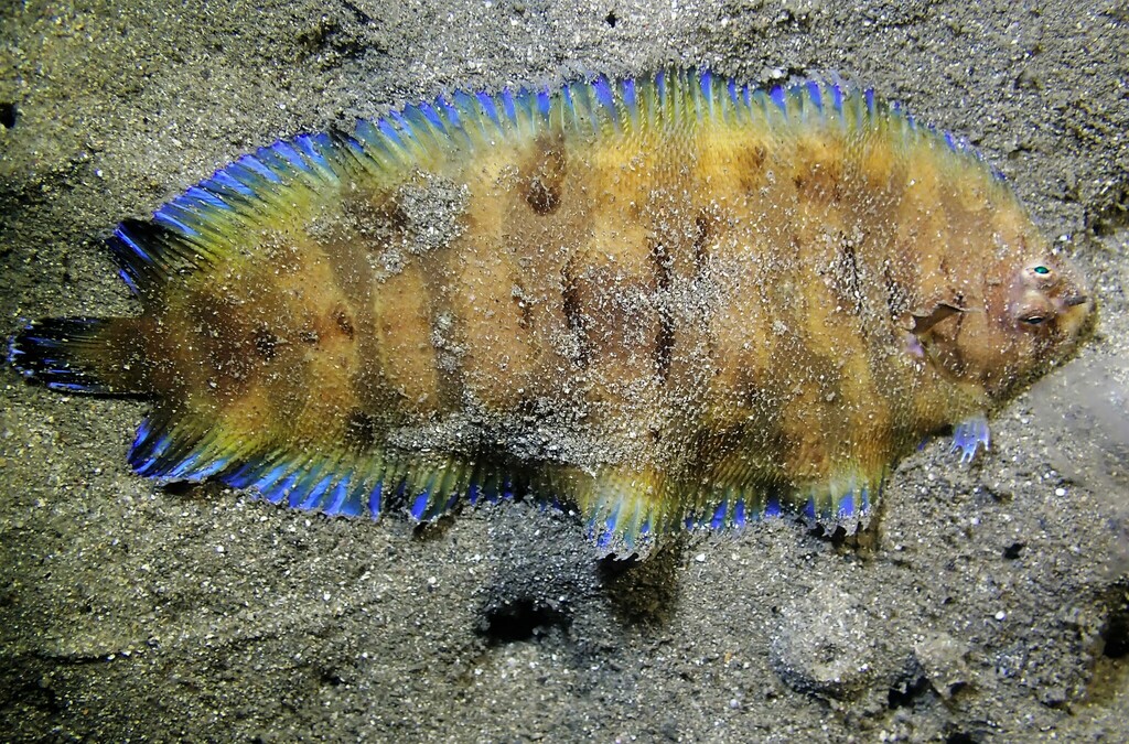 Smallhead Sole