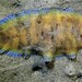 Soleichthys microcephalus - Photo (c) Peter, algunos derechos reservados (CC BY-NC), subido por Peter