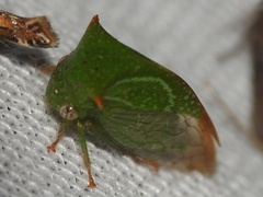 Stictolobus arcuatus