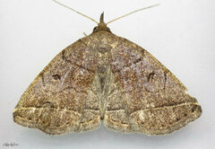 Zanclognatha obscuripennis