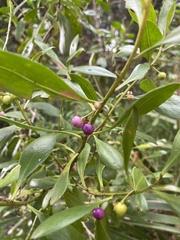 Myoporum boninense