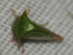 Stictolobus arcuatus