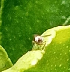 Diptera